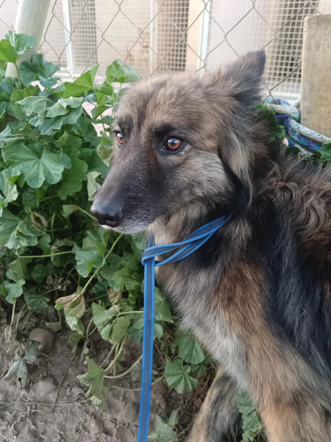 Louise, female Mixed Breed for adoption at Arca Sevilla, Seville — photo 2 of 48