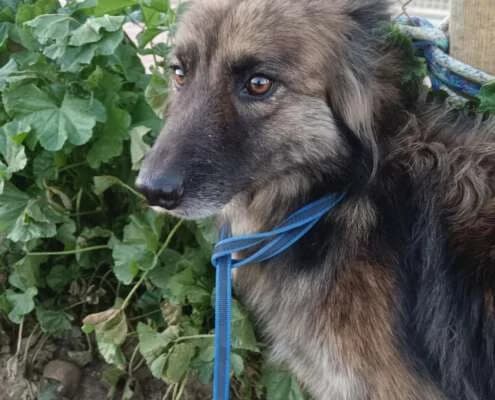 Louise, female Mixed Breed for adoption at Arca Sevilla, Seville — photo 3 of 48