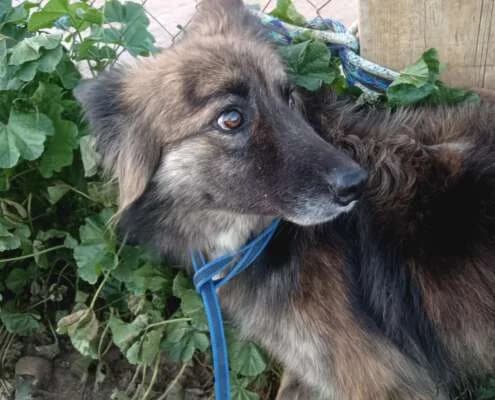 Louise, female Mixed Breed for adoption at Arca Sevilla, Seville — photo 4 of 48