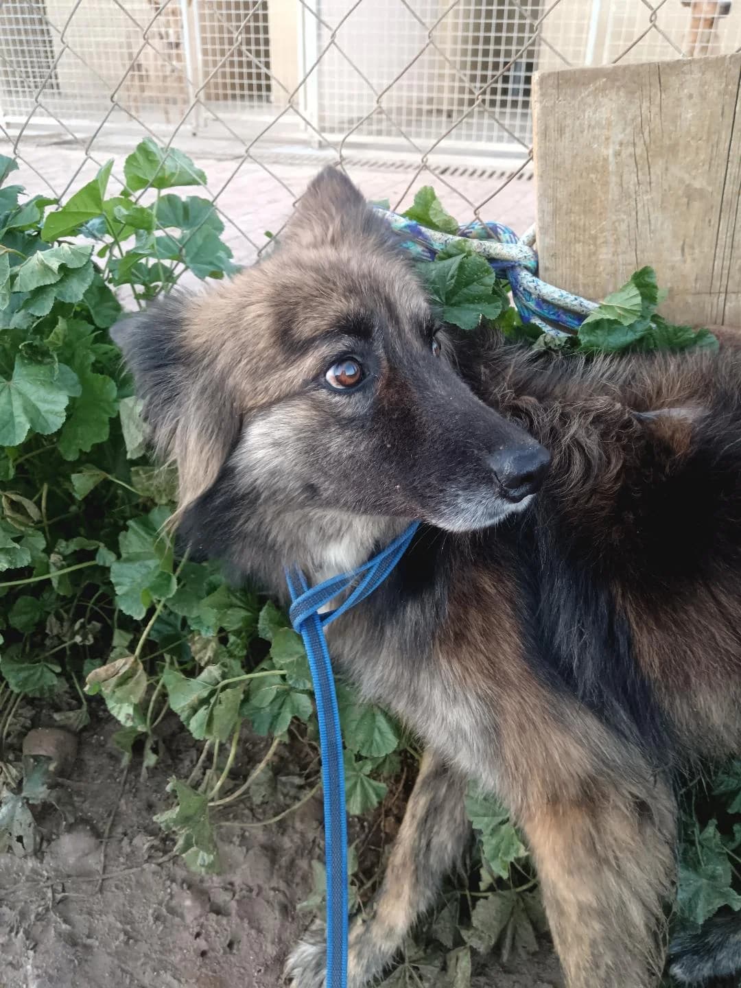 Louise, female Mixed Breed for adoption at Arca Sevilla, Seville — photo 5 of 48