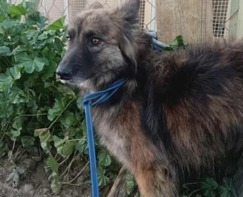 Louise, female Mixed Breed for adoption at Arca Sevilla, Seville — photo 6 of 48
