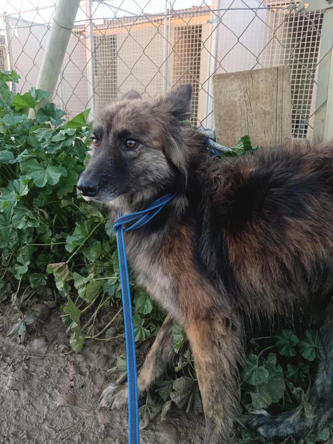 Louise, female Mixed Breed for adoption at Arca Sevilla, Seville — photo 7 of 48