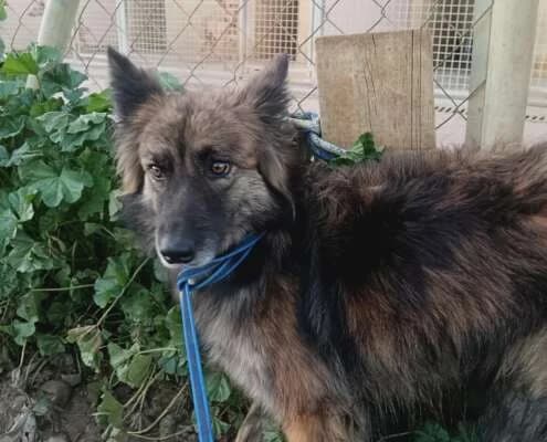 Louise, female Mixed Breed for adoption at Arca Sevilla, Seville — photo 8 of 48