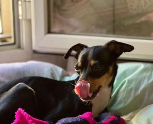 Luna, female Mixed Breed for adoption at Arca Sevilla, Seville — photo 2 of 3