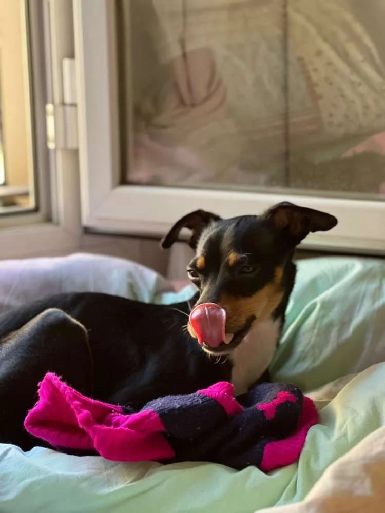 Luna, female Mixed Breed for adoption at Arca Sevilla, Seville — photo 3 of 3