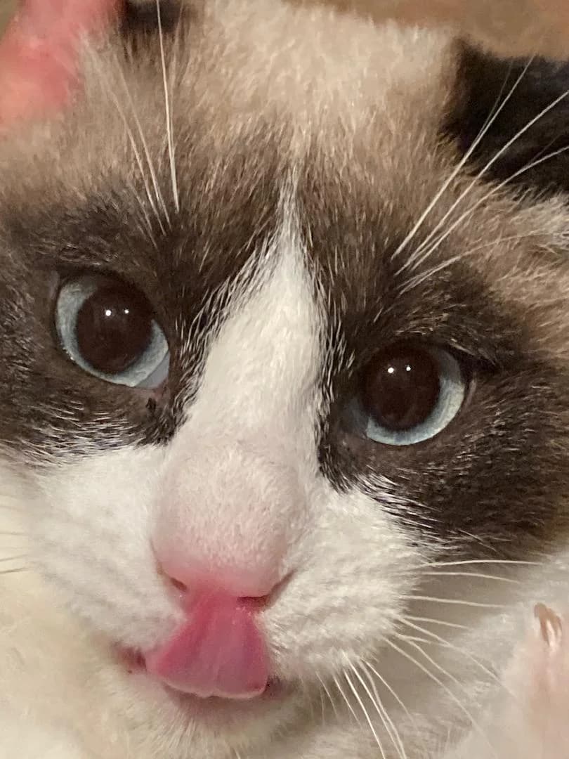 Mango, male Mixed Breed for adoption at Arca Sevilla, Seville