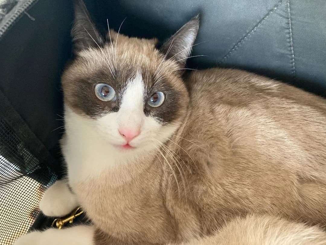 Mango, male Mixed Breed for adoption at Arca Sevilla, Seville — photo 2 of 6