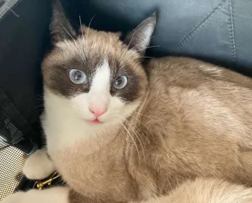 Mango, male Mixed Breed for adoption at Arca Sevilla, Seville — photo 3 of 6