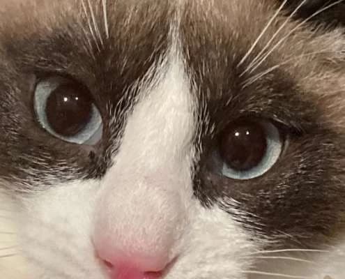 Mango, male Mixed Breed for adoption at Arca Sevilla, Seville — photo 4 of 6