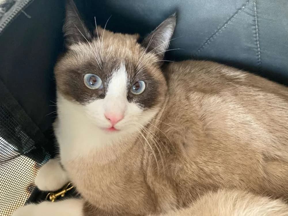 Mango, male Mixed Breed for adoption at Arca Sevilla, Seville — photo 5 of 6