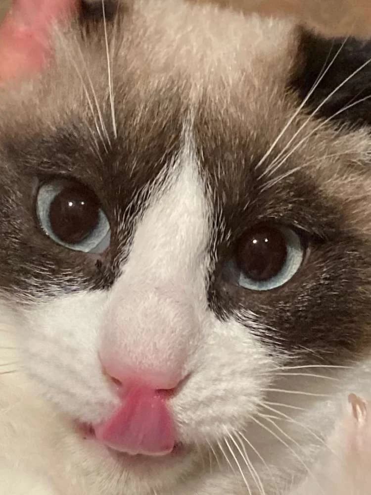 Mango, male Mixed Breed for adoption at Arca Sevilla, Seville — photo 6 of 6