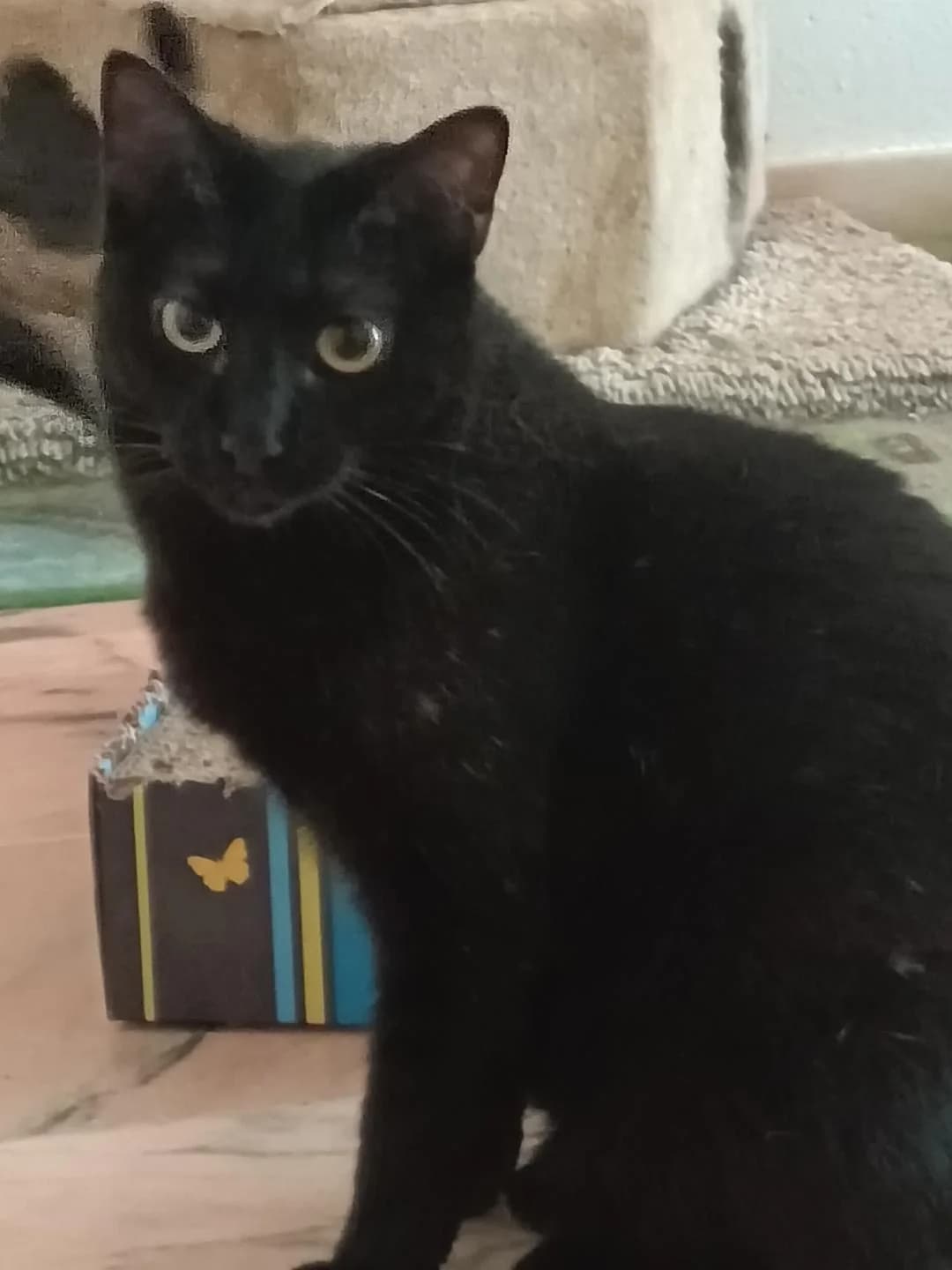 Melino, male Mixed Breed for adoption at Arca Sevilla, Seville