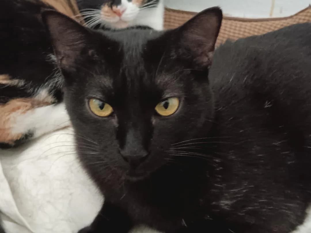 Melino, male Mixed Breed for adoption at Arca Sevilla, Seville — photo 2 of 21