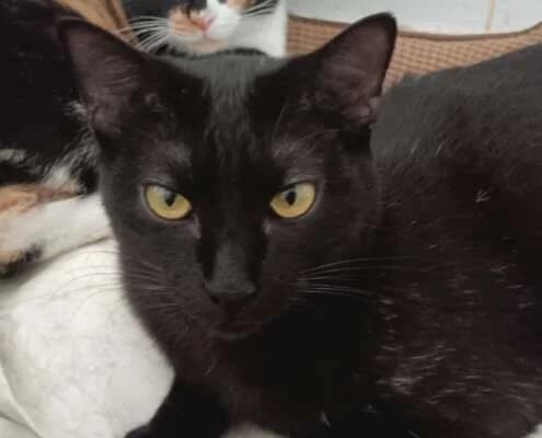 Melino, male Mixed Breed for adoption at Arca Sevilla, Seville — photo 3 of 21