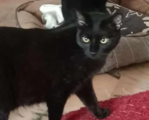 Melino, male Mixed Breed for adoption at Arca Sevilla, Seville — photo 4 of 21