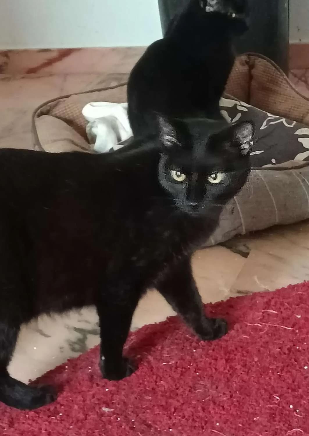 Melino, male Mixed Breed for adoption at Arca Sevilla, Seville — photo 5 of 21