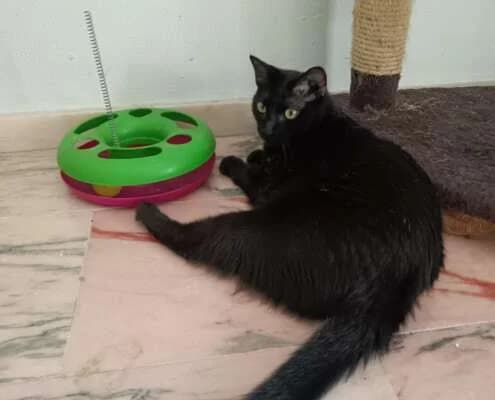 Melino, male Mixed Breed for adoption at Arca Sevilla, Seville — photo 6 of 21