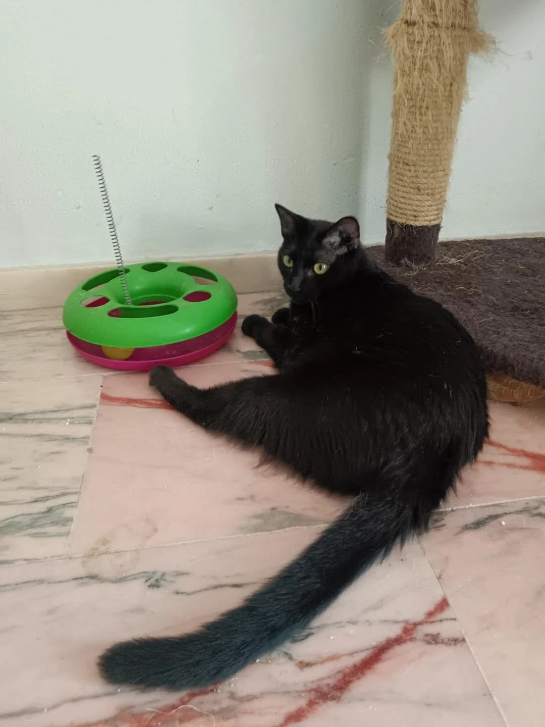 Melino, male Mixed Breed for adoption at Arca Sevilla, Seville — photo 7 of 21