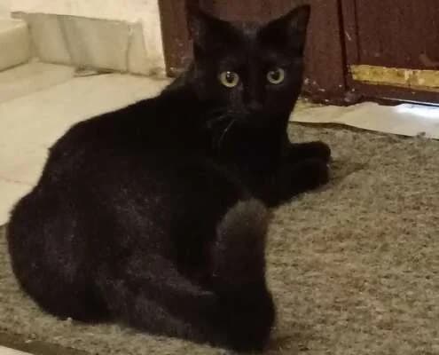 Melino, male Mixed Breed for adoption at Arca Sevilla, Seville — photo 8 of 21