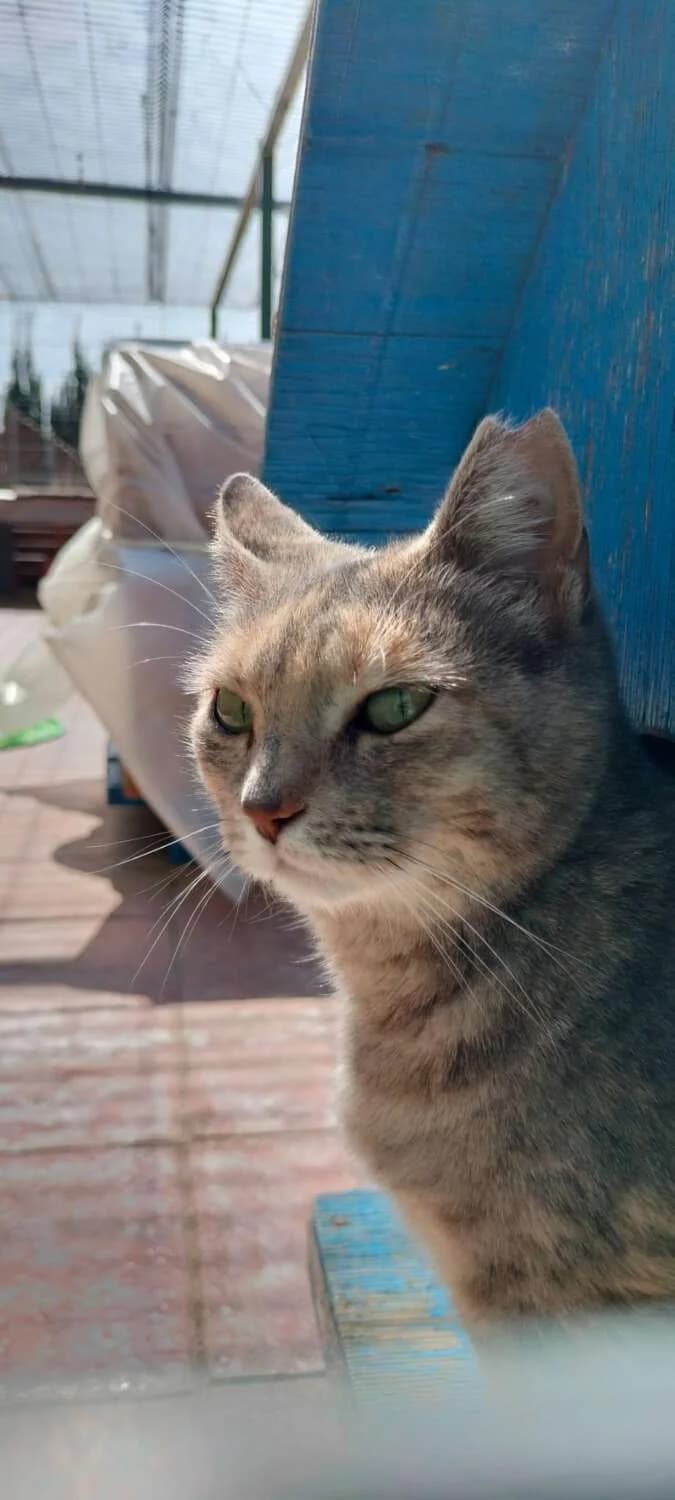 Michonne, female young Mixed Breed for adoption at Arca Sevilla, Seville