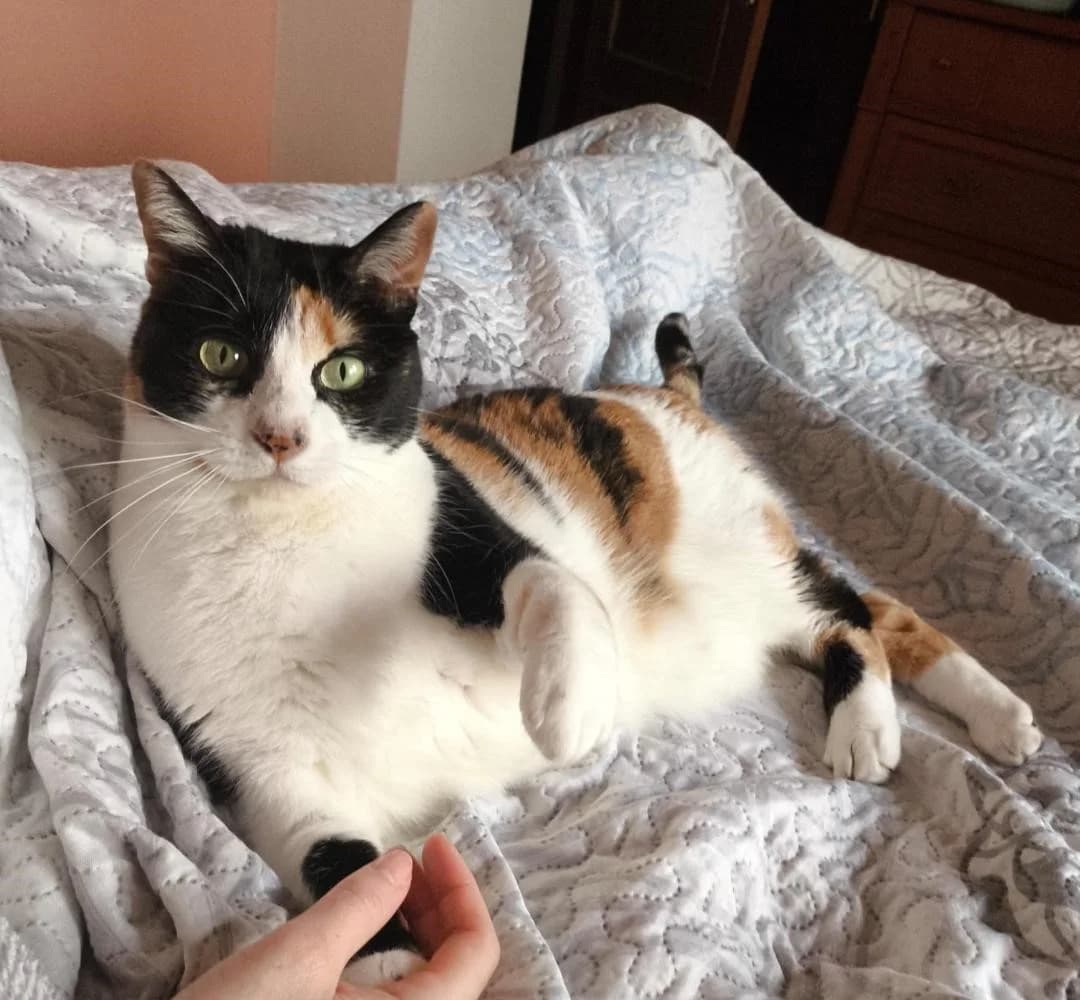 Mika, female Mixed Breed for adoption at Arca Sevilla, Seville