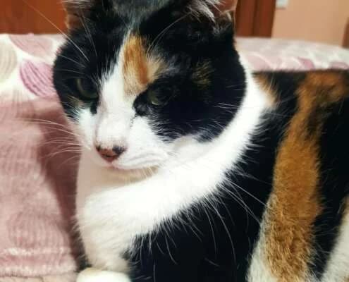 Mika, female Mixed Breed for adoption at Arca Sevilla, Seville — photo 3 of 9