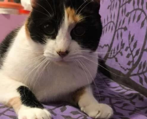 Mika, female Mixed Breed for adoption at Arca Sevilla, Seville — photo 4 of 9