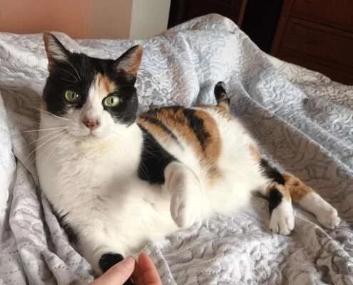 Mika, female Mixed Breed for adoption at Arca Sevilla, Seville — photo 6 of 9