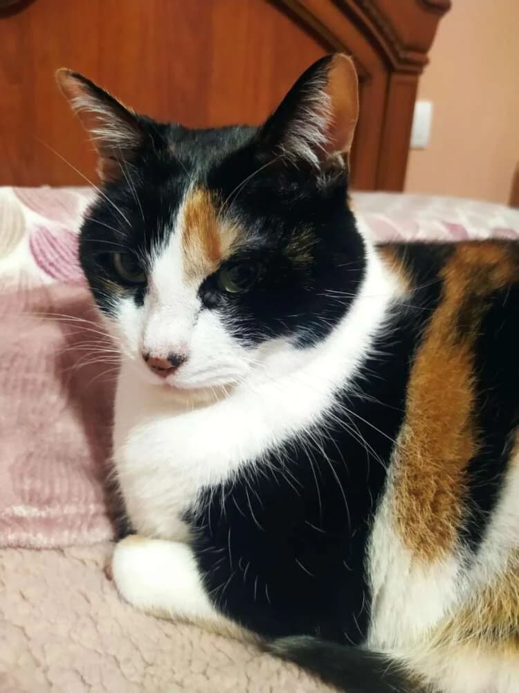 Mika, female Mixed Breed for adoption at Arca Sevilla, Seville — photo 7 of 9