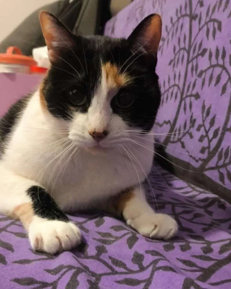 Mika, female Mixed Breed for adoption at Arca Sevilla, Seville — photo 8 of 9