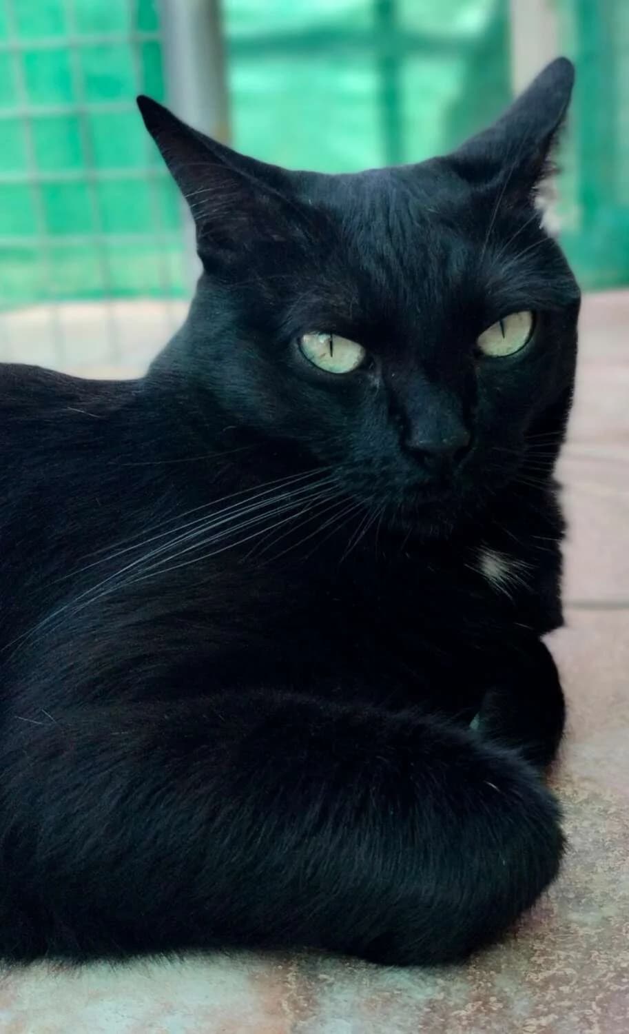 Mora, female Mixed Breed for adoption at Arca Sevilla, Seville