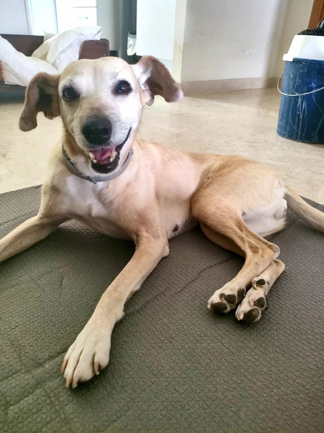 Natilla, male 5yo Mixed Breed for adoption at Arca Sevilla, Seville