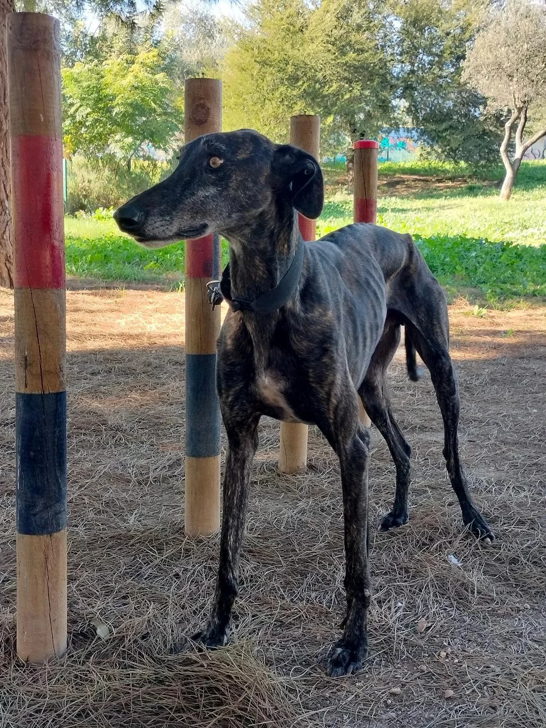 Neil, male Mixed Breed for adoption at Arca Sevilla, Seville