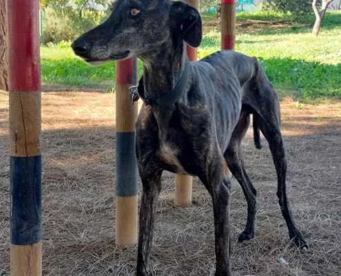 Neil, male Mixed Breed for adoption at Arca Sevilla, Seville — photo 2 of 3