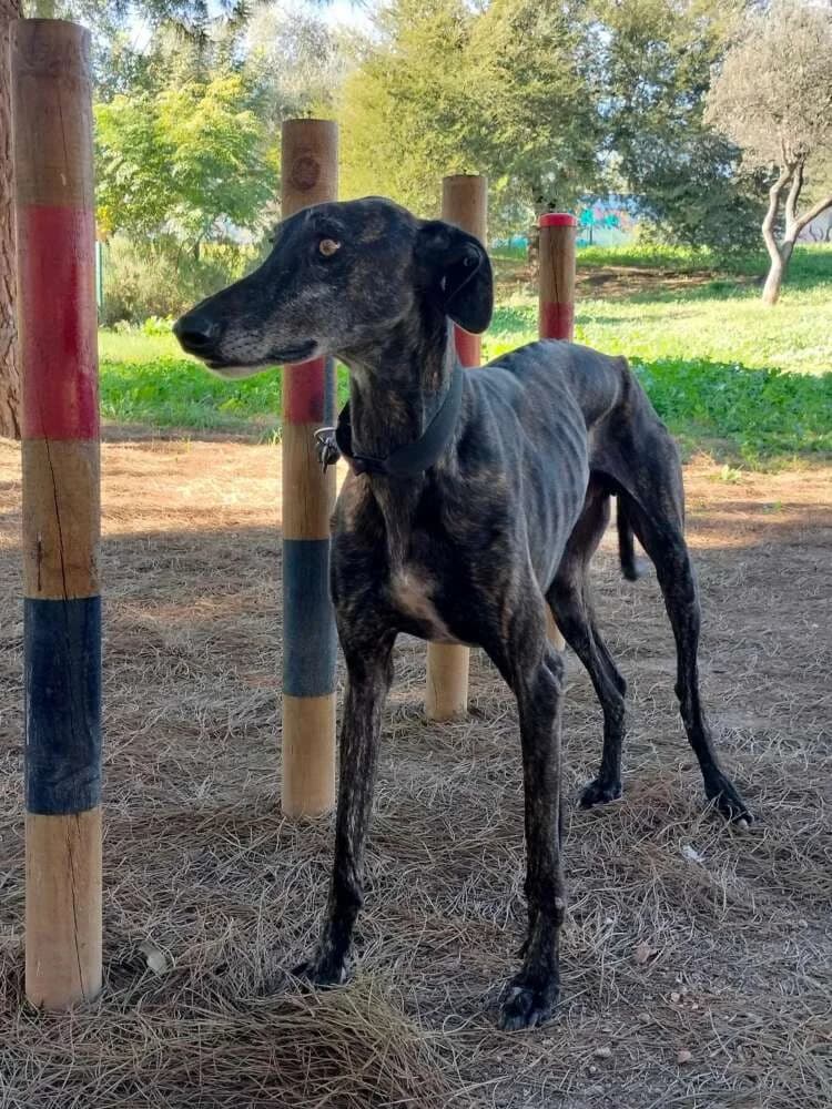 Neil, male Mixed Breed for adoption at Arca Sevilla, Seville — photo 3 of 3