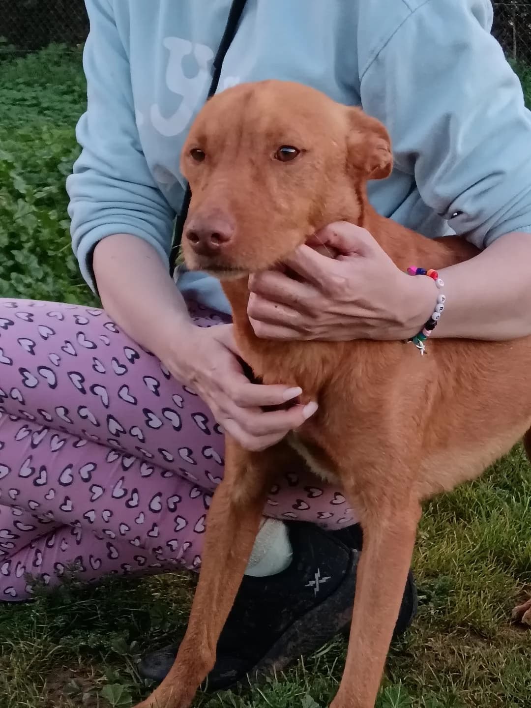 Newton, male Mixed Breed for adoption at Arca Sevilla, Seville