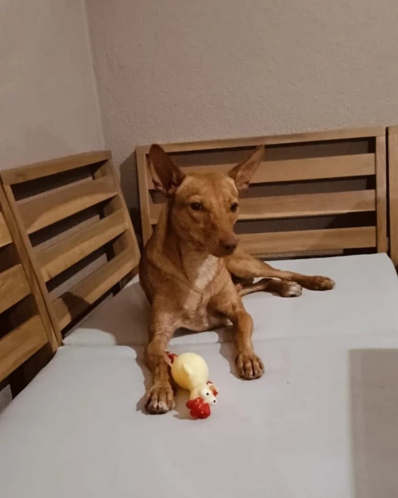 Nico, male Mixed Breed for adoption at Arca Sevilla, Seville