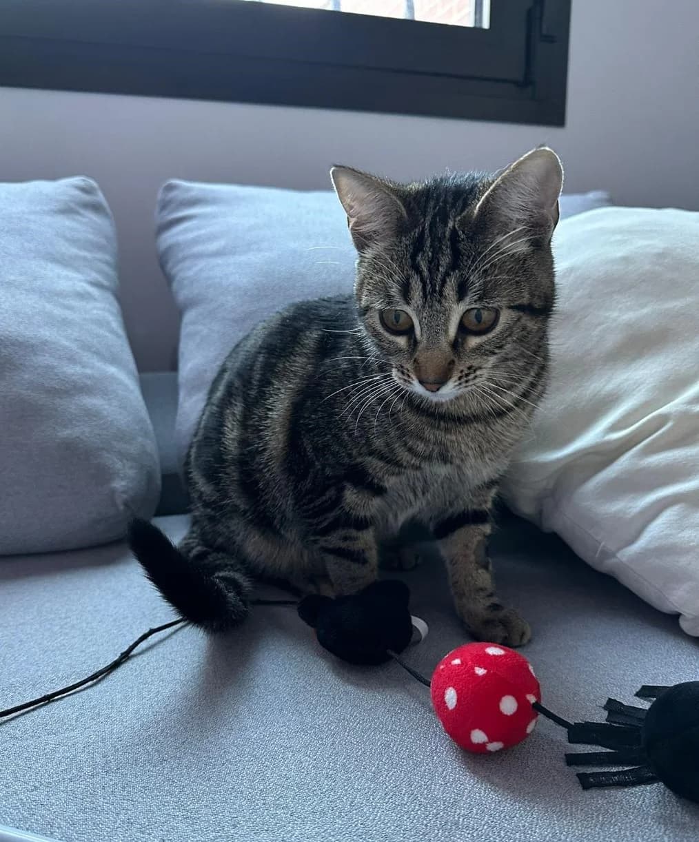 Niguiri, female Mixed Breed for adoption at Arca Sevilla, Seville