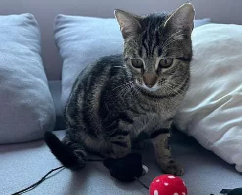 Niguiri, female Mixed Breed for adoption at Arca Sevilla, Seville — photo 2 of 6