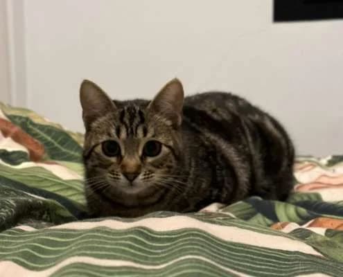 Niguiri, female Mixed Breed for adoption at Arca Sevilla, Seville — photo 3 of 6