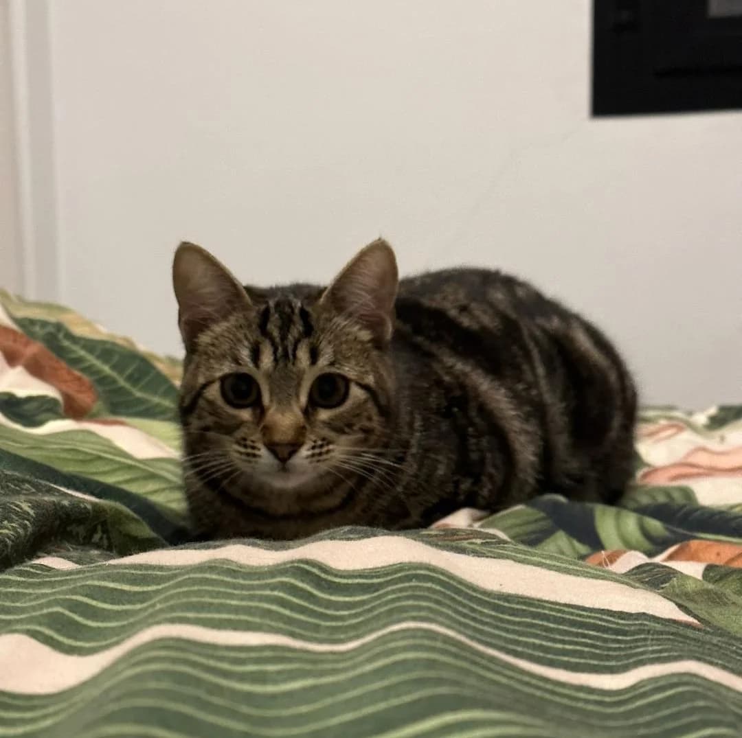 Niguiri, female Mixed Breed for adoption at Arca Sevilla, Seville — photo 4 of 6