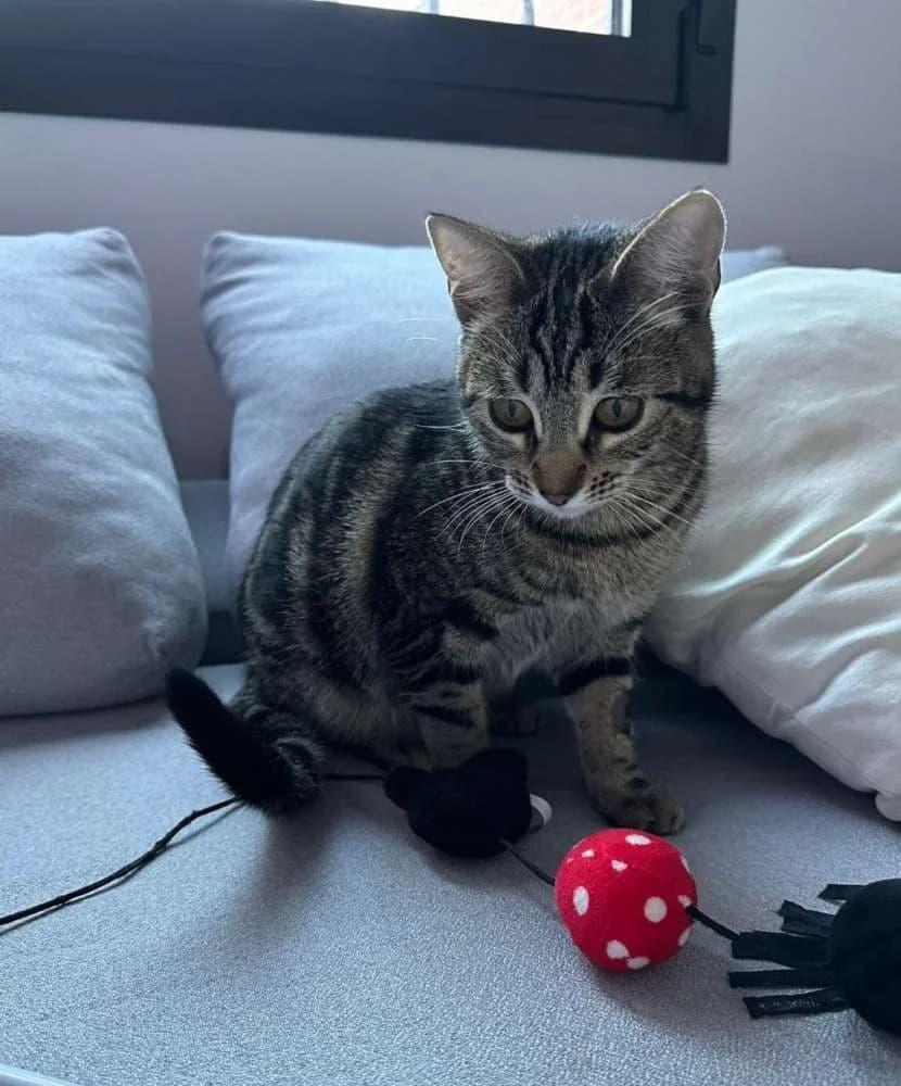 Niguiri, female Mixed Breed for adoption at Arca Sevilla, Seville — photo 5 of 6