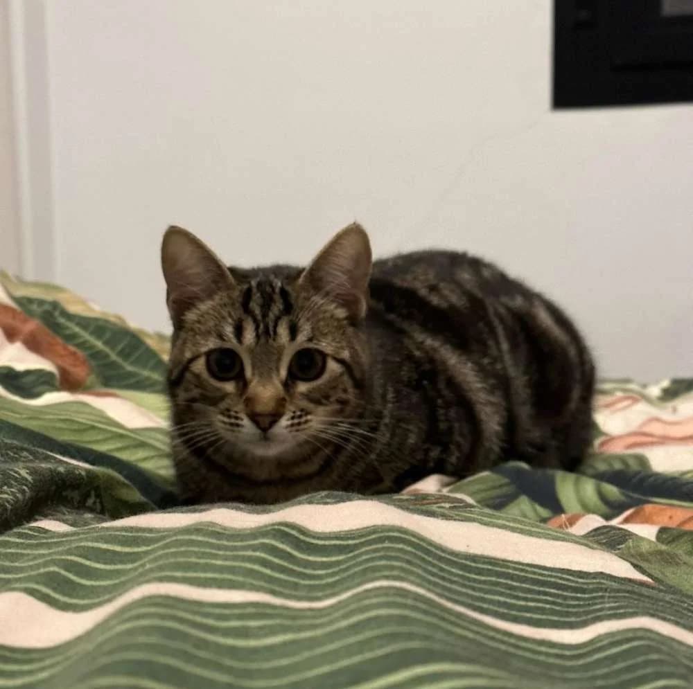 Niguiri, female Mixed Breed for adoption at Arca Sevilla, Seville — photo 6 of 6