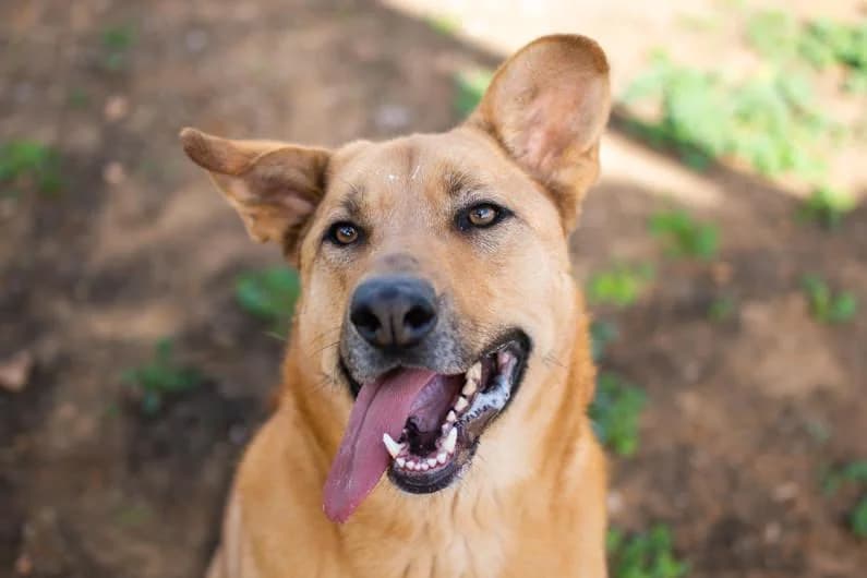 Orión, male Mixed Breed for adoption at Arca Sevilla, Seville
