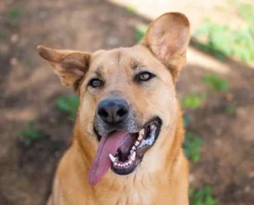 Orión, male Mixed Breed for adoption at Arca Sevilla, Seville — photo 2 of 4