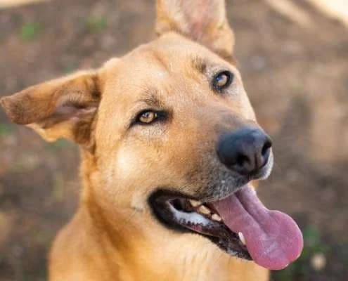 Orión, male Mixed Breed for adoption at Arca Sevilla, Seville — photo 3 of 4