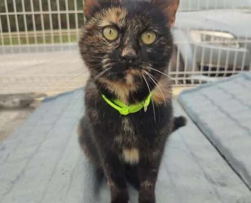Peluchi, female young Mixed Breed for adoption at Arca Sevilla, Seville