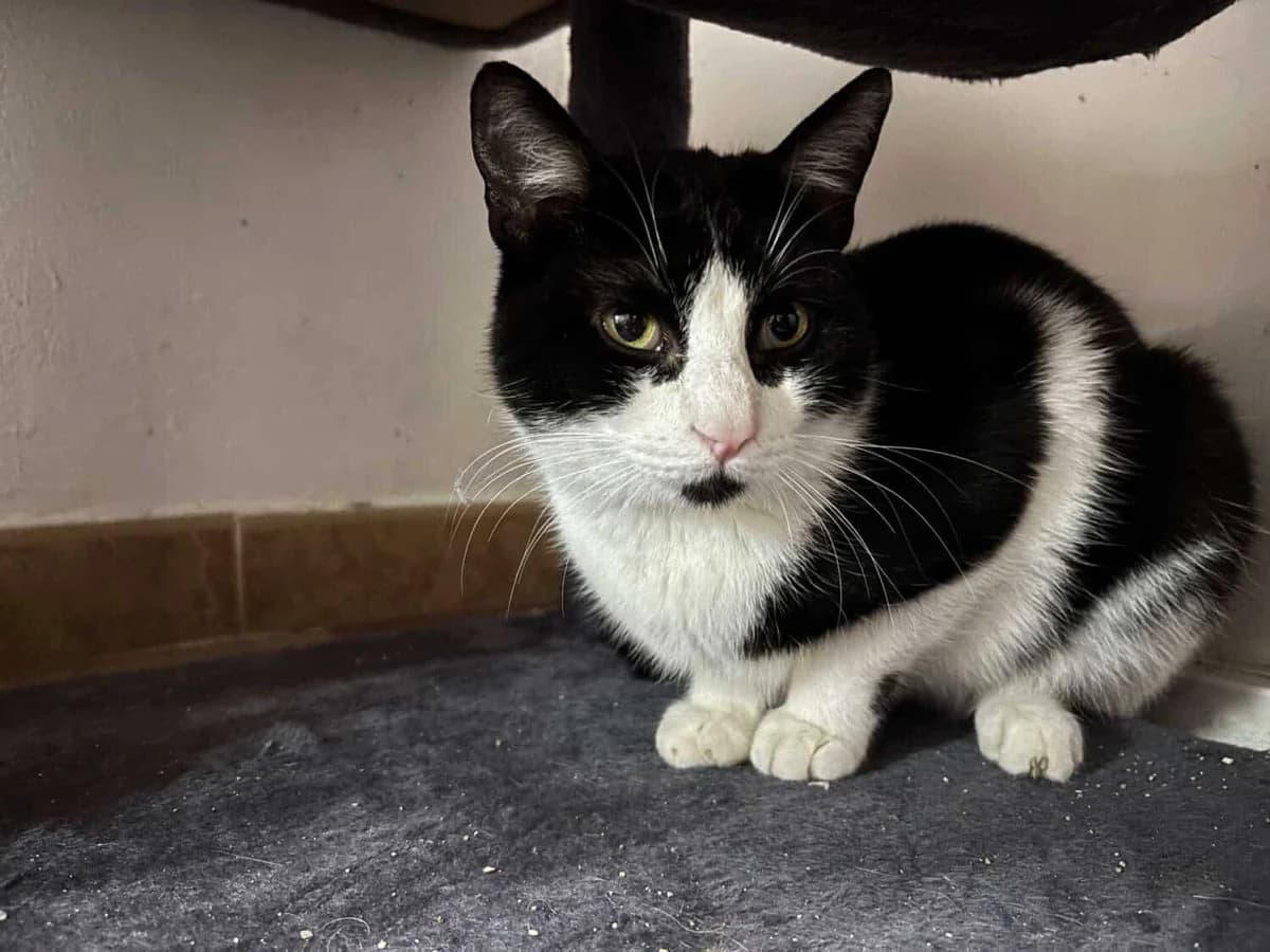 Pepo, male Mixed Breed for adoption at Arca Sevilla, Seville