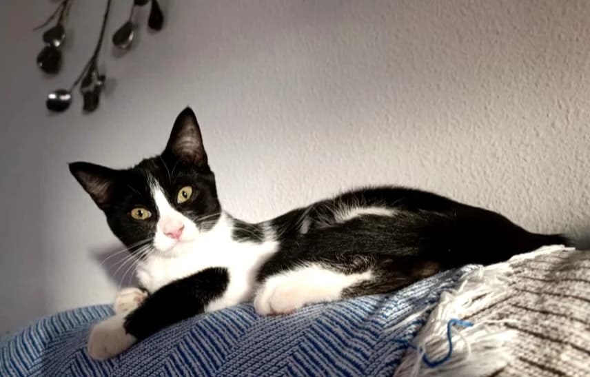 Pim, female young Mixed Breed for adoption at Arca Sevilla, Seville