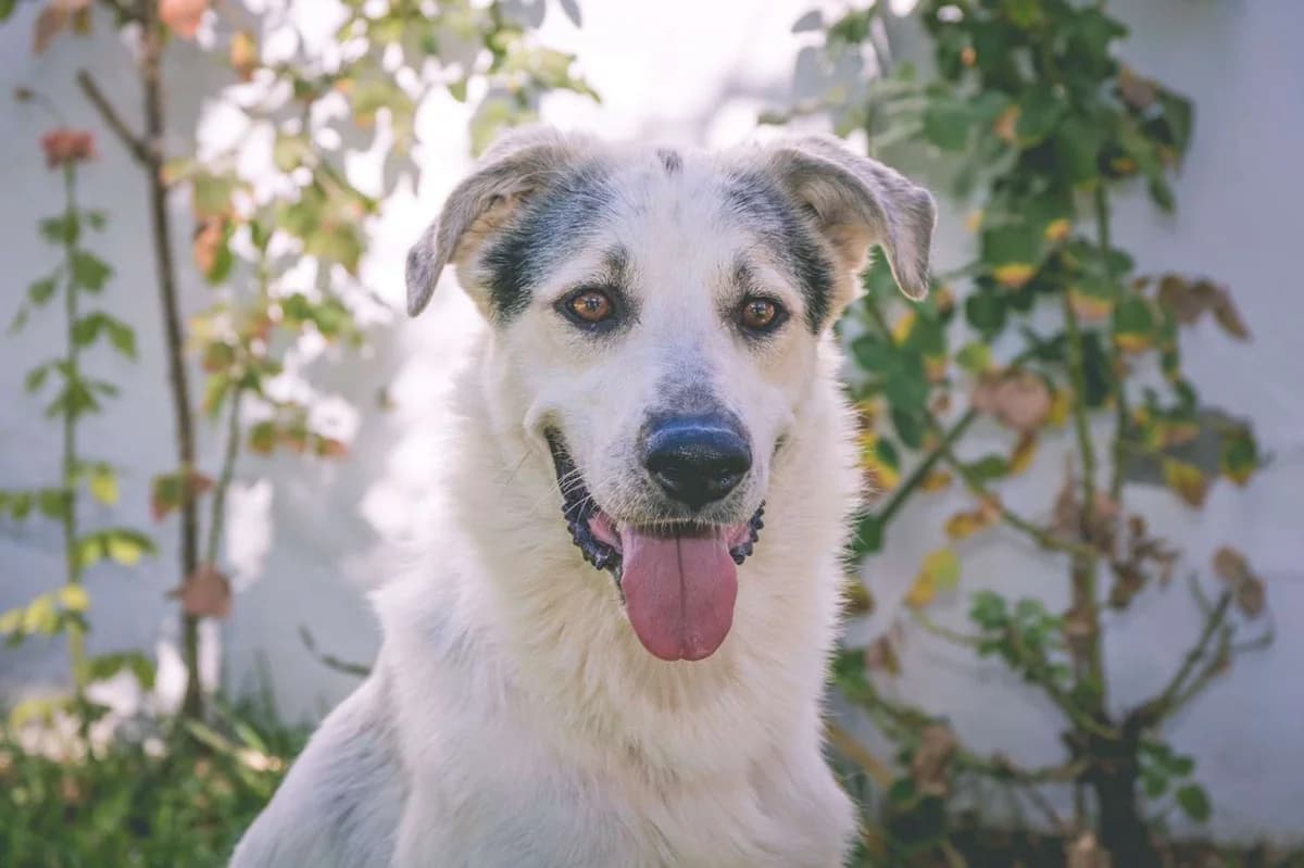 Pipo, male senior Mixed Breed for adoption at Arca Sevilla, Seville